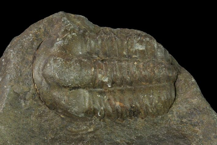 Cambrian Ellipsocephalus Trilobite Fossil - Czech Republic #135534